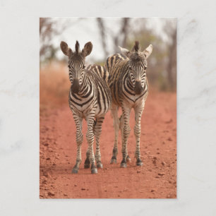 Cartão Postal Bebês Animais Mais Fofos   Duas Zebras Jovens