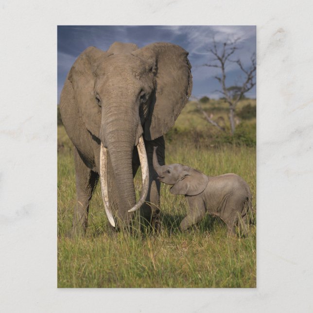 Cartão Postal Bebês Animais Mais Fofos | Elefante Amama Com Bebê (Frente)