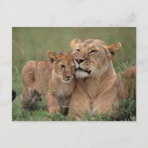 Cartão Postal Bebês Animais Mais Fofos Filhote de Leão & Mãe