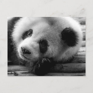 Cartão Postal Bebês Animais Mais Fofos   Filhote de Urso Panda G