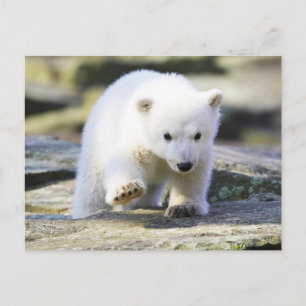 Cartão Postal Bebês Animais Mais Fofos   Filhote de Urso Polar