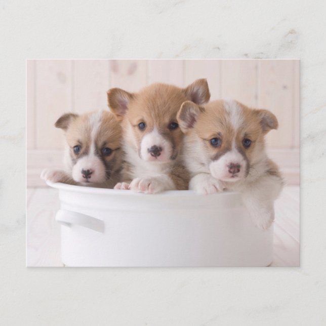 Cartão Postal Bebês Animais Mais Fofos | Filhotes de Corgi Fofo  (Frente)