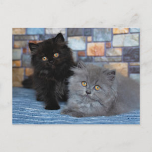 Cartão Postal Bebês Animais Mais Fofos   Gatinhos Persas no Cobe