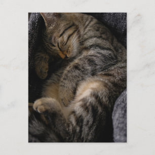 Cartão Postal Bebês Animais Mais Fofos   Gato Tabby Dormindo