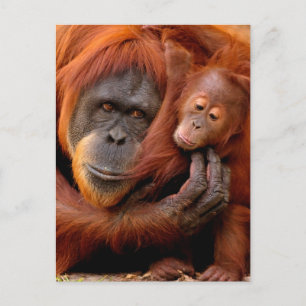 Cartão Postal Bebês Animais Mais Fofos Mãe e Filhote de Orango
