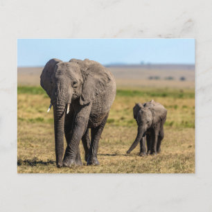 Cartão Postal Bebês Animais Mais Fofos Mãe Elefante & Bebê
