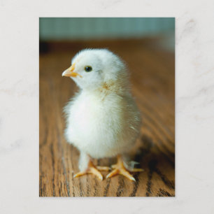 Cartão Postal Bebês Animais Mais Fofos Pintinho