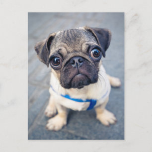 Cartão Postal Bebês Animais Mais Fofos Pug Bebê