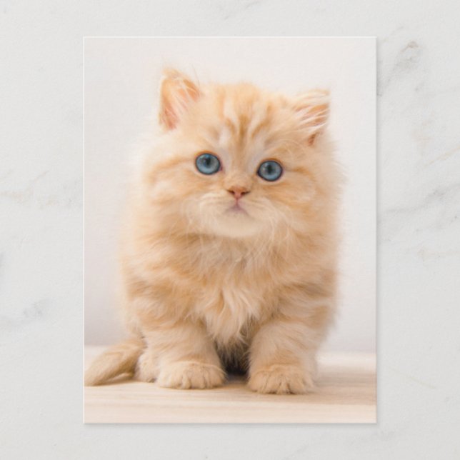 Cartão Postal Bebês Animais Mais Fofos | Um Gatinho British Long (Frente)