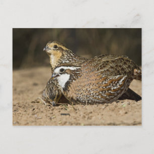 Cartão Postal Bebês de codorna Northern Bobwhite no lago para be