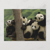 bebês de panda gigante (Ailuropoda melanoleuca)