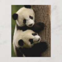 Bebês de panda gigante (Ailuropoda melanoleuca) 2
