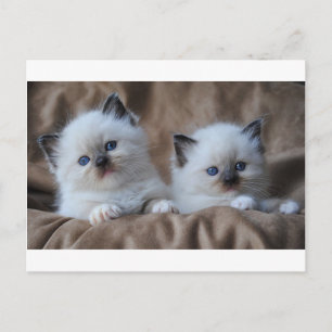 Cartão Postal Bebês de Ragdoll