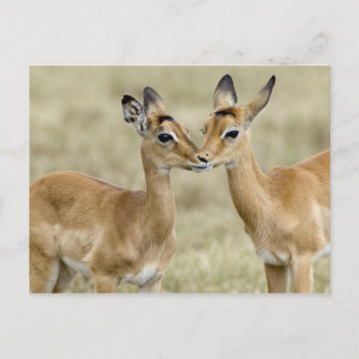 Cartão Postal Bebês Impala