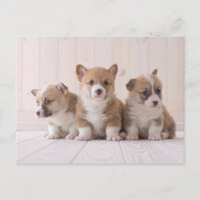 Cartão Postal Bebês Mais Pobres | 3 Bebês-Corgis (Frente)