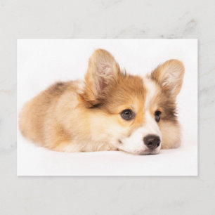 Cartão Postal Bebês Mais Pobres   Baby Corgi Puppy Portraje