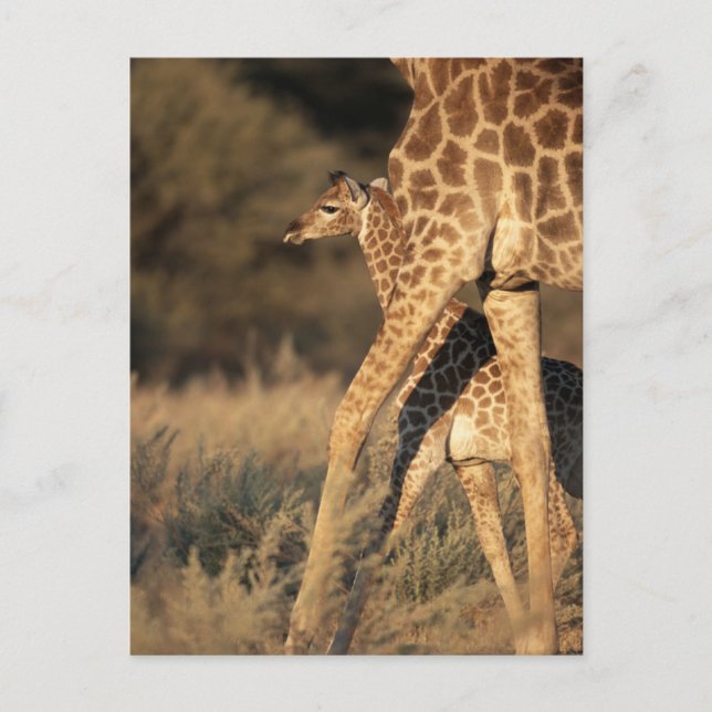 Cartão Postal Bebês Mais Pobres | Baby Giraffe & Parent (Frente)