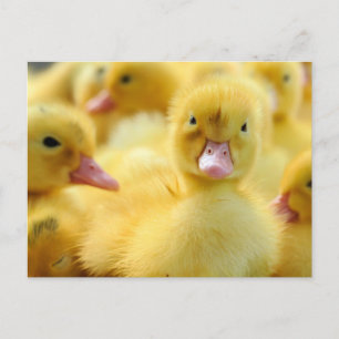 Cartão Postal Bebês Mais Pobres   Bebê/Pato