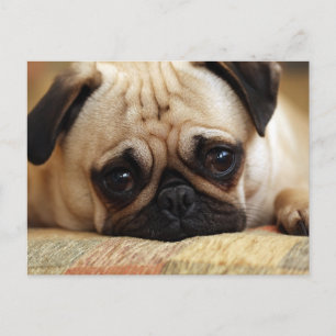 Cartão Postal Bebês Mais Pobres Bebê Pug Puppy