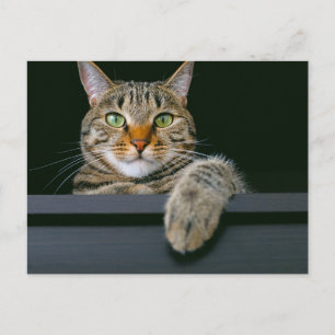 Cartão Postal Bebês Mais Pobres Cinza por rosto de gato