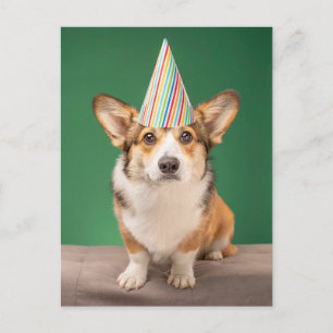 Cartão Postal Bebês Mais Pobres Corgi Birthday Puppy