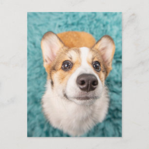 Cartão Postal Bebês Mais Pobres   Corgi Doce Face Puppy