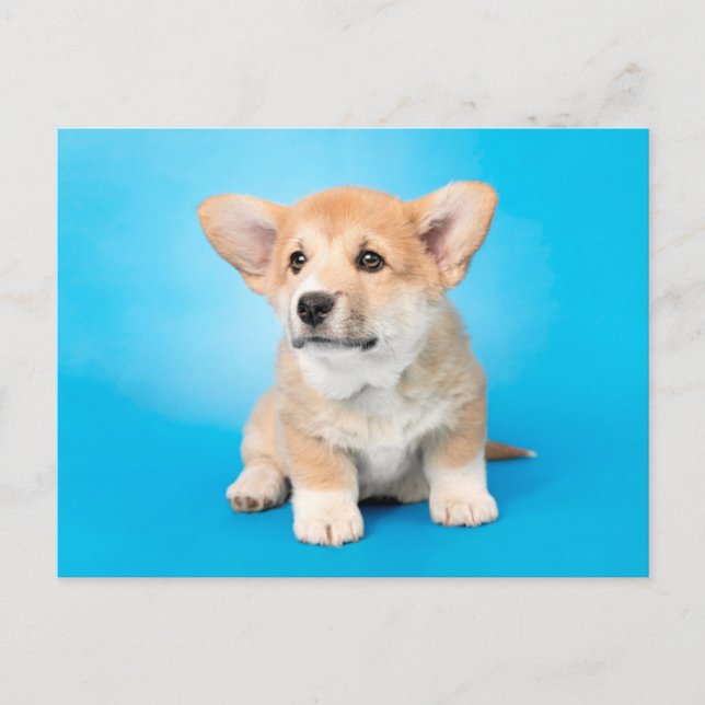 Cartão Postal Bebês Mais Pobres | Corgi Puppy a azul (Frente)