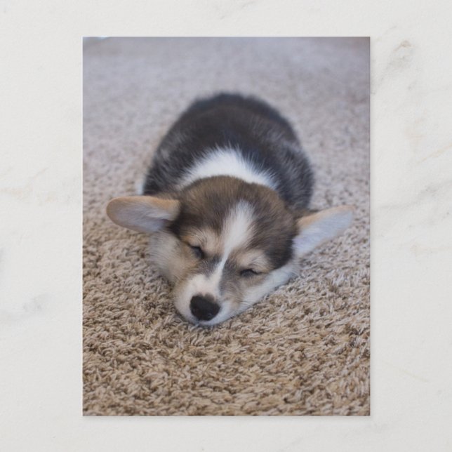 Cartão Postal Bebês Mais Pobres | Corgi Puppy em Shag Rug (Frente)