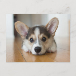 Cartão Postal Bebês Mais Pobres Corgi Puppy Olhando