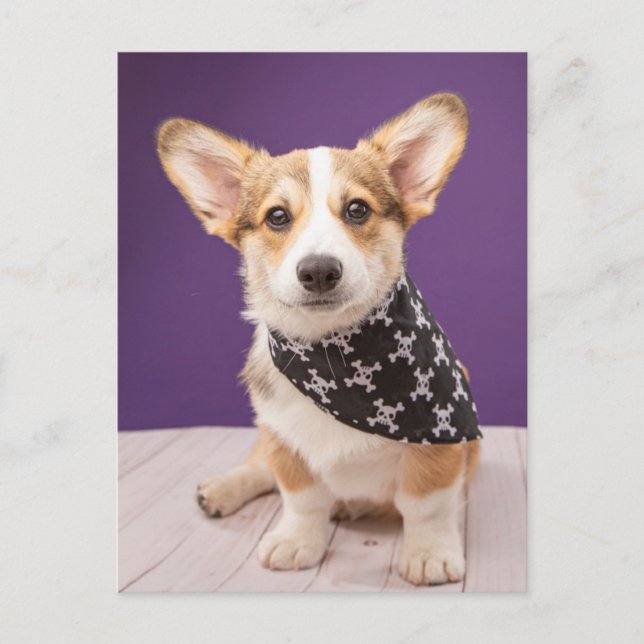 Cartão Postal Bebês Mais Pobres | Corgi Puppy Skull Bandana (Frente)