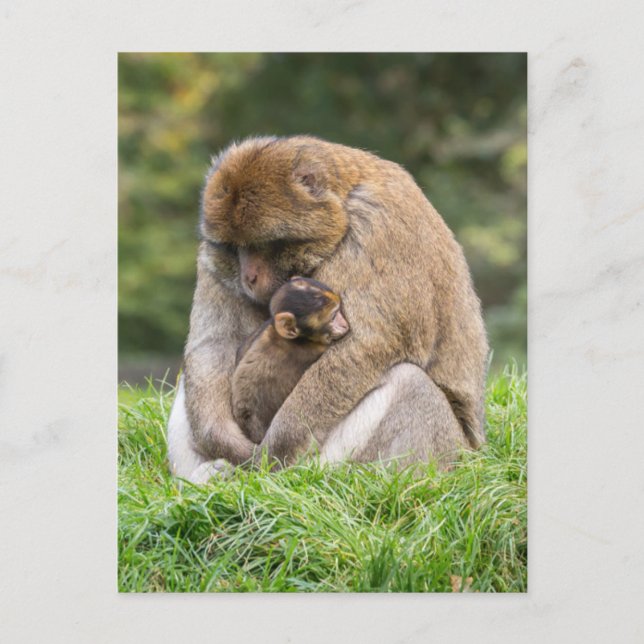 Cartão Postal Bebês Mais Pobres | Família Barbary Macaque (Frente)