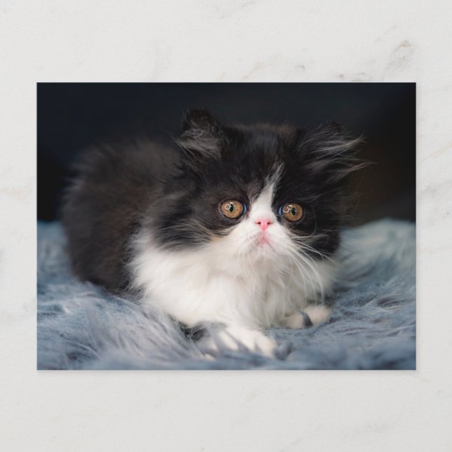 Cartão Postal Bebês Mais Pobres | Fluffy B&W Kitten (Frente)