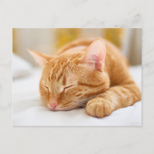 Cartão Postal Bebês Mais Pobres   Gengibre dormente