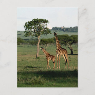 Cartão Postal Bebês Mais Pobres Giraffe Calf & Mama