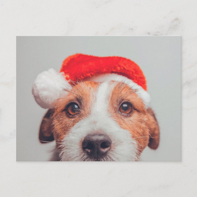 Cartão Postal Bebês Mais Pobres | Jack Russell Dog Santa Claus (Frente)
