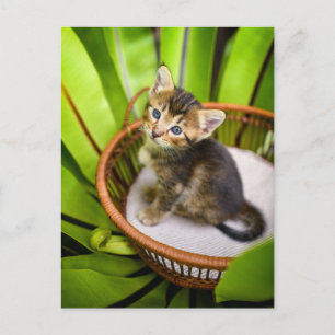Cartão Postal Bebês Mais Pobres Kitten no cesto