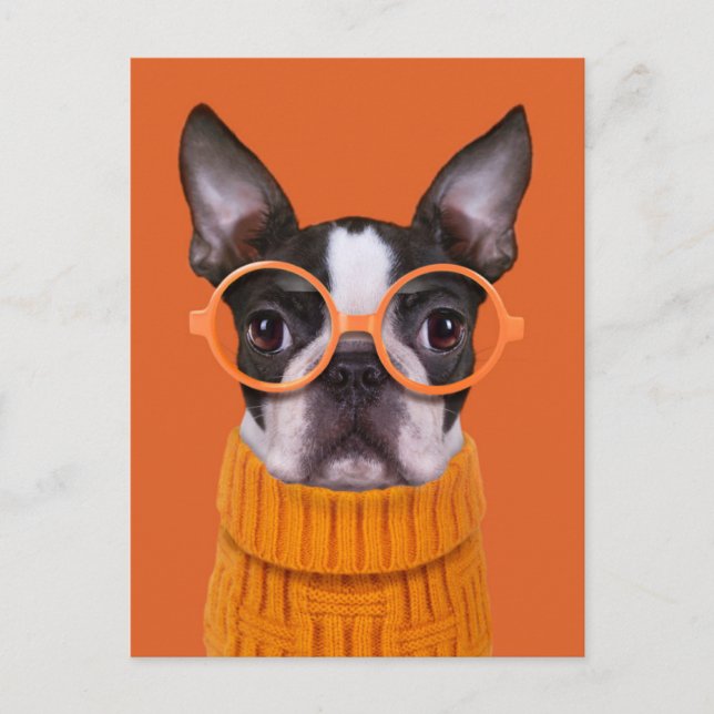 Cartão Postal Bebês Mais Pobres | Orange Boston Terrier (Frente)