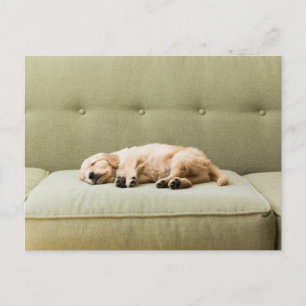 Cartão Postal Bebês Mais Pobres Ouro Retriever Puppy 2