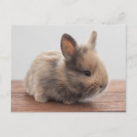 Bebês Mais Pobres | Pequeno Coelhinho