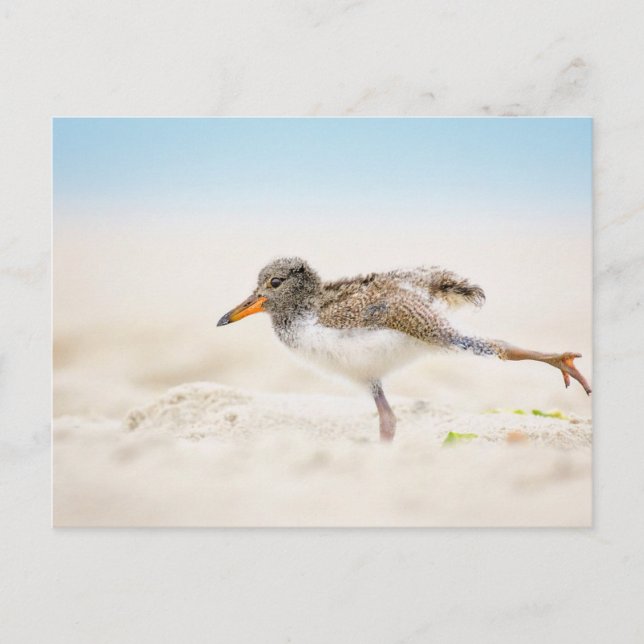 Cartão Postal Bebês Mais Pobres | Pintinho de Oystercatcher Amer (Frente)