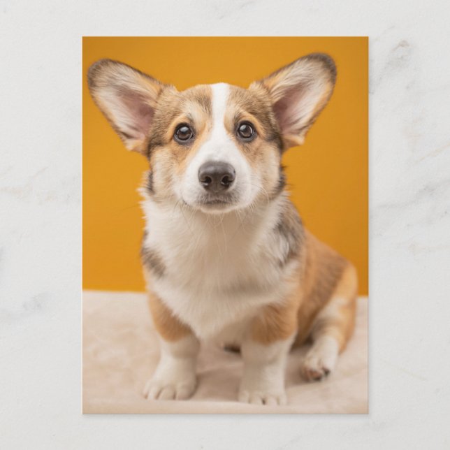 Cartão Postal Bebês Mais Pobres | Retrato de Corgi em laranja (Frente)
