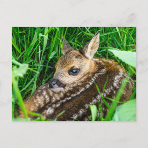 Cartão Postal Bebês Mais Pobres Roe Deer Baby