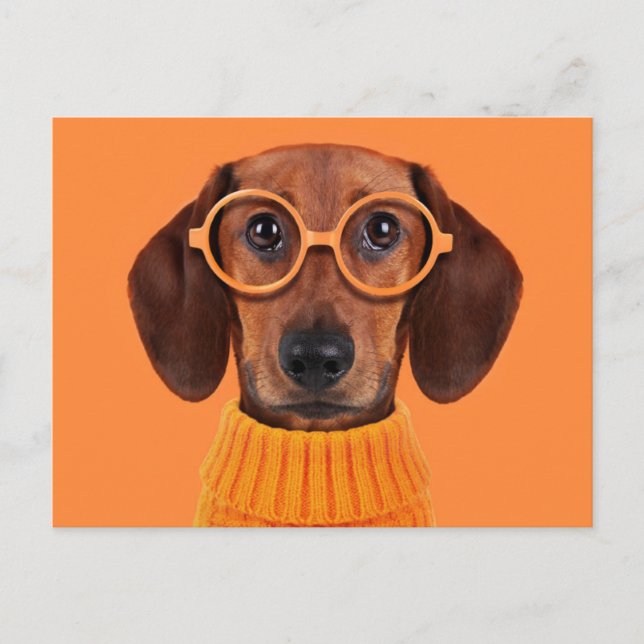 Cartão Postal Bebês Mais Pobres | Suéter de laranja Dachshund (Frente)