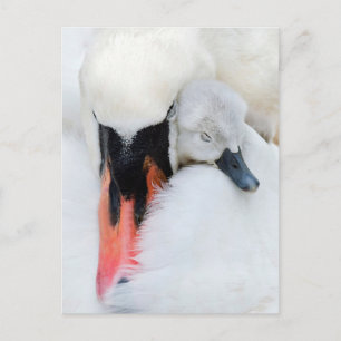 Cartão Postal Bebês Mais Pobres   Swan De Mãe E Bebê