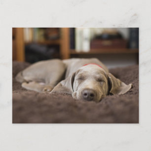Cartão Postal Bebês Mais Pobres   Weimaraner Cãozinho Dormir