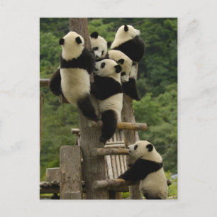 Cartão Postal Bebês panda gigantes Ailuropoda melanoleuca)