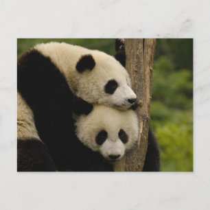 Cartão Postal Bebês panda gigantes Ailuropoda melanoleuca)