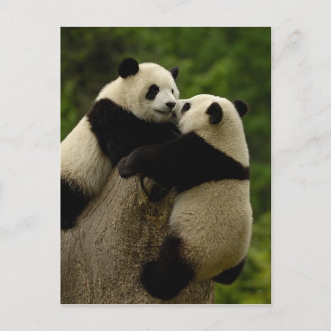 Cartão Postal Bebês panda gigantes (Ailuropoda melanoleuca) (Frente)