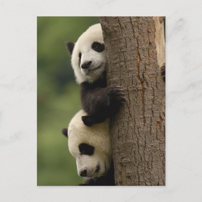 Cartão Postal Bebês panda gigantes Ailuropoda melanoleuca) (Frente)