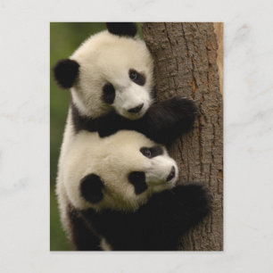 Cartão Postal Bebês panda gigantes (Ailuropoda melanoleuca) 2